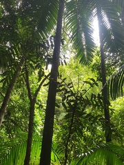 Hicksbeachia pinnatifolia