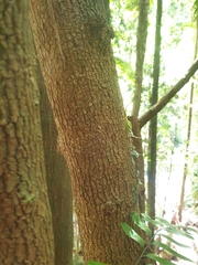 Hicksbeachia pinnatifolia