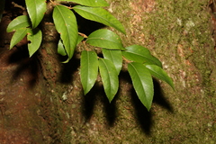 Nothofagus moorei