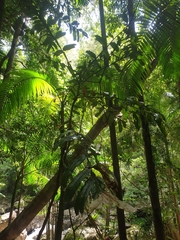 Hicksbeachia pinnatifolia