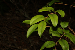 Nothofagus moorei