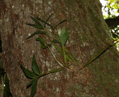 Dendrobium gracilicaule