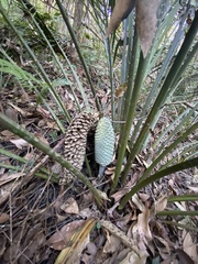 Macrozamia lucida