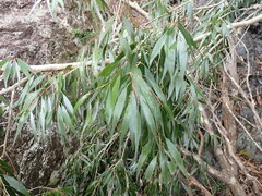 Melaleuca salicina