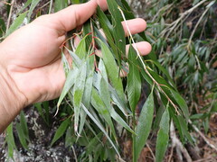 Melaleuca salicina