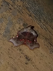 Choreutis
