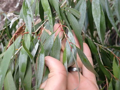 Melaleuca salicina