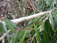 Melaleuca salicina