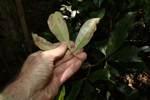 Image of Acradenia euodiiformis by (c) Greg Tasney, some rights reserved (CC BY-SA)