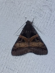 Melipotis nigrobasis