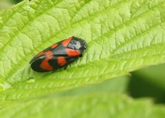 Cercopis vulnerata