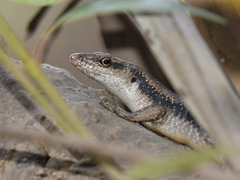 Emoia atrocostata