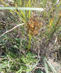 Sceptridium rugulosum