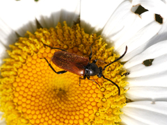 Pseudovadonia livida