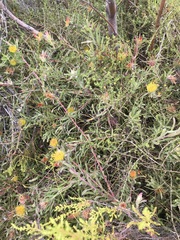 Leucospermum gracile
