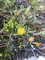 Leucospermum gracile
