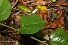 Streptothamnus moorei