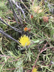 Leucospermum gracile