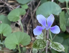 Viola banksii