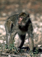 Macaca sylvanus