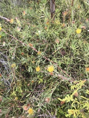 Leucospermum gracile
