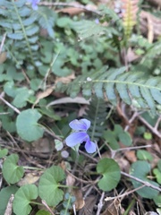 Viola banksii