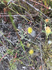 Leucospermum gracile