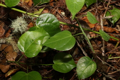 Streptothamnus moorei