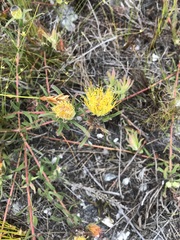 Leucospermum gracile