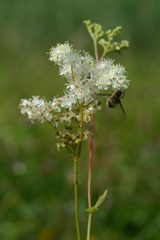 Filipendula ulmaria