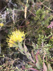 Leucospermum gracile