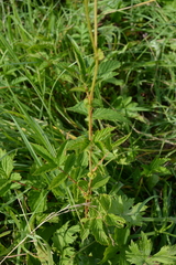 Filipendula ulmaria