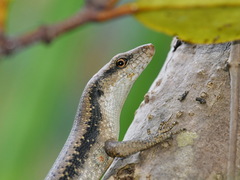 Emoia atrocostata