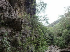 Melaleuca salicina