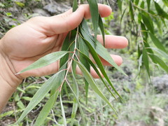 Melaleuca salicina