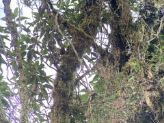 Hellmayrea gularis