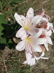 Ammocharis longifolia