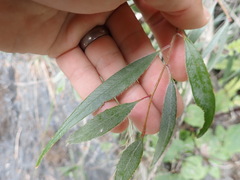 Melaleuca salicina