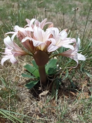 Ammocharis longifolia