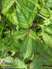 Plectranthus ciliatus