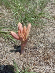 Ammocharis longifolia
