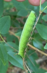 Sphingidae