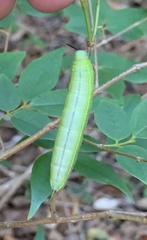 Sphingidae