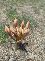 Ammocharis longifolia