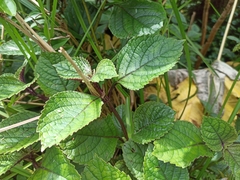 Plectranthus ciliatus