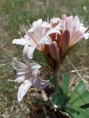 Ammocharis longifolia