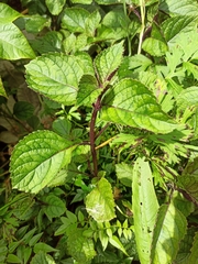 Plectranthus ciliatus