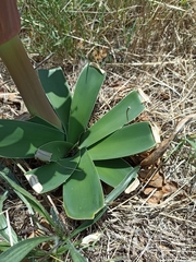 Ammocharis longifolia