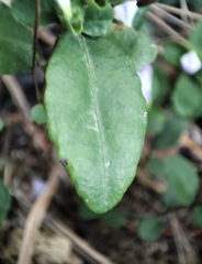 Strobilanthes tetrasperma