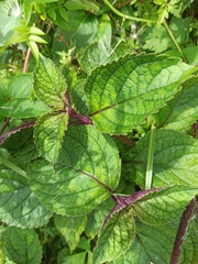 Plectranthus ciliatus